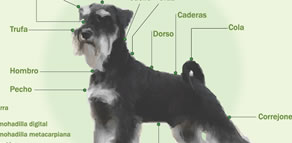 Peluqueria canina: partes del perro